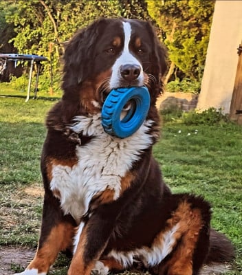 Étalon Bouvier Bernois - Veni vidi vici Etoile De Mahengo