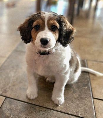 Étalon Petit chien hollandais de chasse au gibier d'eau - Tuffntendr Pop Up the Confetti