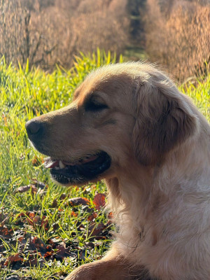 Étalon Golden Retriever - Vespa Du Clos De Compostelle