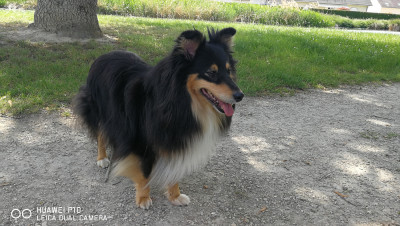 Étalon Shetland Sheepdog - June Brune Des Shelties De Gaia