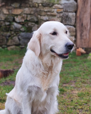 Étalon Golden Retriever - Vacuna Des Blancs Moutons