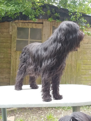 Étalon Berger de Brie - TARKANE De La Cité Paradis