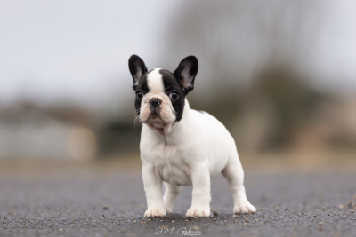 Étalon Bouledogue français - ARIANA DARK'NESS EBONY De L'Idylle Sacrée