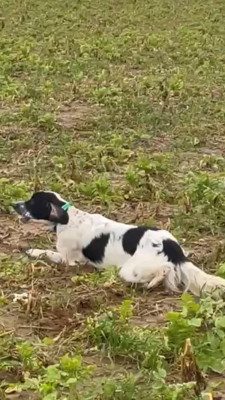 Vito Corléone De la Plume Du Pévéle.