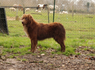 Étalon Berger Australien - circle b A heart of love with the eyes of ocean