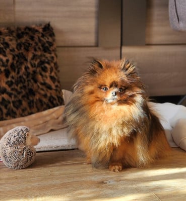 Daeneriys victory's flame