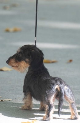 Étalon Teckel poil dur - Jocker Of The Queen Vvilliwaw l'Imprevisible