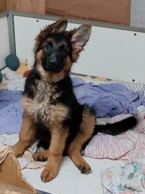 Étalon Berger Allemand Poil Long - ANNY AZALÉE du domaine de Locus