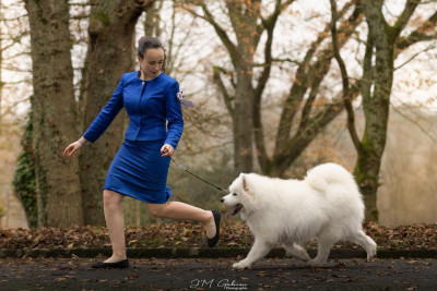 Étalon Samoyède - radost zhizni Shooting star