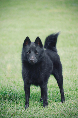 Étalon Schipperke - Ultime du Mas de Valaurine