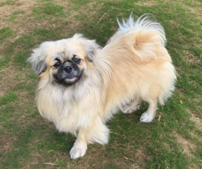 Étalon Epagneul tibetain - ONITSHA'S SOO MEE