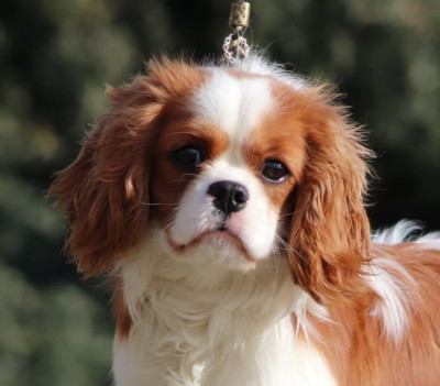 Étalon Cavalier King Charles Spaniel - Amédeo (Sans Affixe)