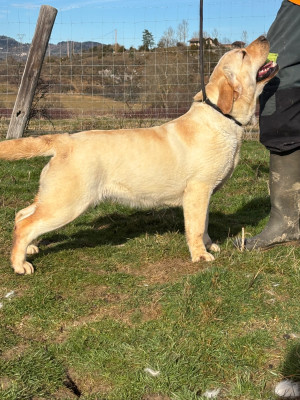 Étalon Labrador Retriever - Vanille De sandie landes