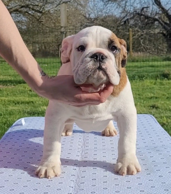 Étalon Bulldog Anglais - Azazel De la Cour des Molosses