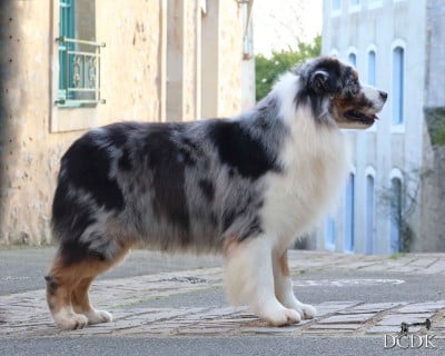 Étalon Berger Australien - Pandora's box du chemin des korrigans