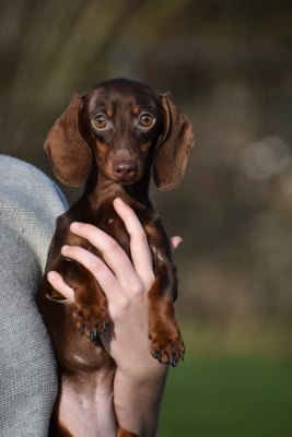 Étalon Teckel poil ras - A'Penelope de l'enclos thierachien