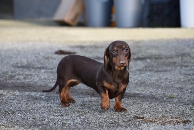 Étalon Teckel poil ras - Lancia alias Fiona Kharkovskyi talisman