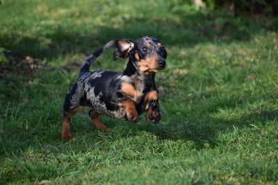 Étalon Teckel poil ras - Neri alias Naomi Kharkovskyi talisman