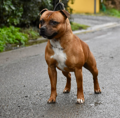 Étalon Staffordshire Bull Terrier - Skillstaff VICTOR HUGO
