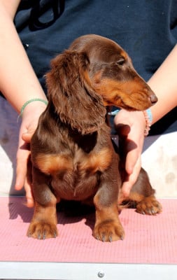 Étalon Teckel poil long - All the Star Of Moonlight Blue