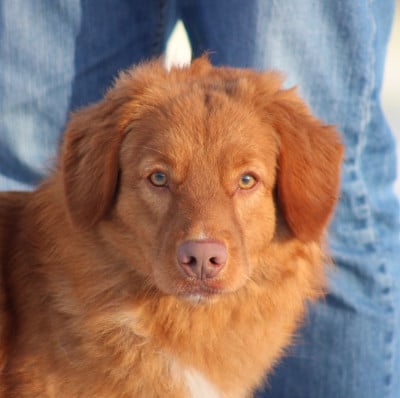 Étalon Retriever de la Nouvelle-Ecosse - avalon's French Dream Hoxakam