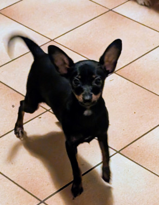 Étalon Russkiy Toy (Petit Chien Russe) - Acya-siberia au Royaume D'ultra