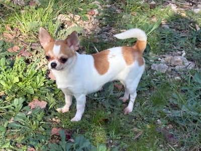 Étalon Chihuahua - Athena De L'Aurore Des Francyols