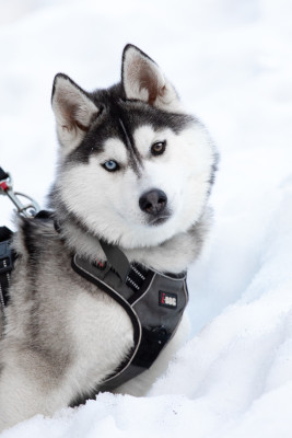 Étalon Siberian Husky - ASKING FOR LOVE Zorsky