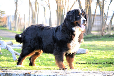 Étalon Bouvier Bernois - VALENCIA du roi des lacs