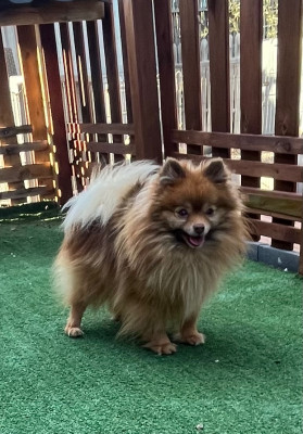 Étalon Spitz allemand - Usap du domaine du neoulous