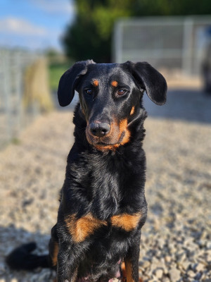 Étalon Berger de Beauce - Tiana de la Noé d'Orient