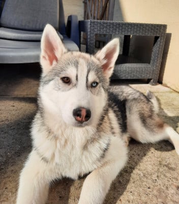 Étalon Siberian Husky - Artik Flash De la passion Nordique