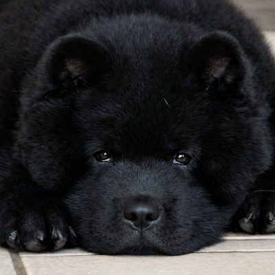 Étalon Chow Chow - AKYO Du Clos De La Horde