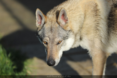 Étalon Chien-loup tchecoslovaque - CH. TAHA AKI De la combe noire