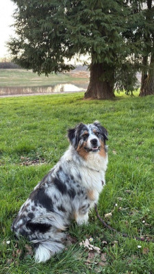 Étalon Berger Australien - VIOLETTE Du Domaine Des Belles Aubois