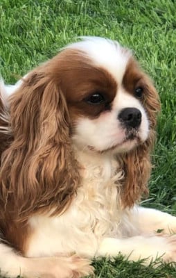 Étalon Cavalier King Charles Spaniel - Vaïana du comte de batz de castelmore