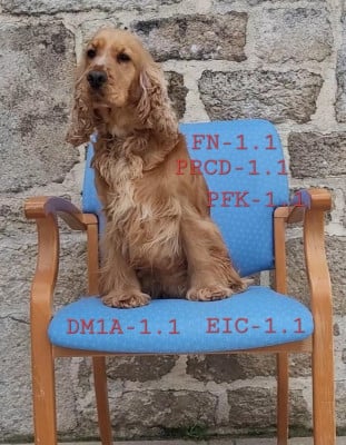 Étalon Cocker Spaniel Anglais - Violette Du Clos De L'Ecotay