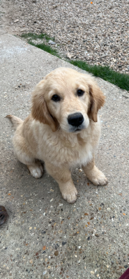 Étalon Golden Retriever - Aurore Boréale Des Fees Du Dolmen