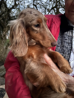 Étalon Teckel poil long - ARABESQUE Du grand baronnet