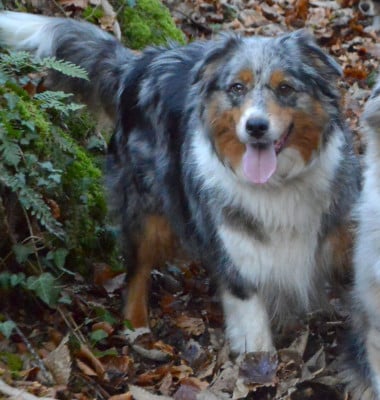 Selenium (dite Samba) des monts de la gaya scienza