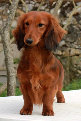 Étalon Teckel - Abricotine des Petites Pattes du Causes