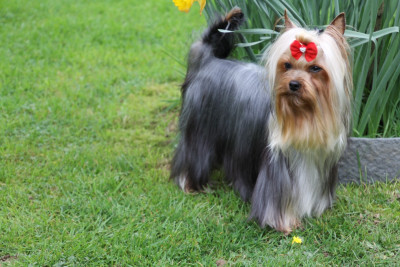Étalon Yorkshire Terrier - french attitude VAN CLEEF