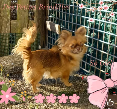 Étalon Chihuahua - Anabelle Doll Creepy Show Des Petites Brindilles