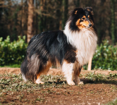 Étalon Shetland Sheepdog - Albi Black du Cèdre Enchanté