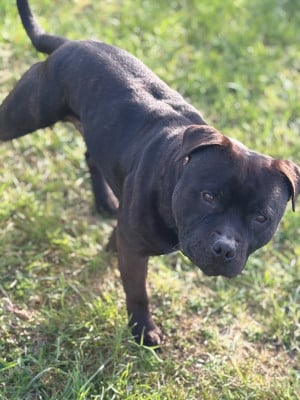 Étalon Staffordshire Bull Terrier - Tairo Des Satin A Salazie