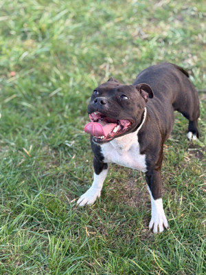 Étalon Staffordshire Bull Terrier - Vanille dit Vita (Sans Affixe)