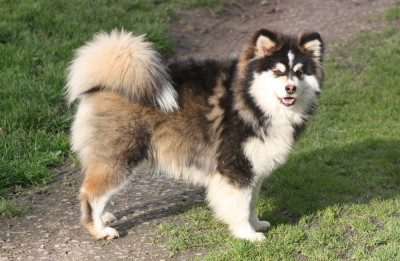 Étalon Chien finnois de Laponie - finda DAKOTA