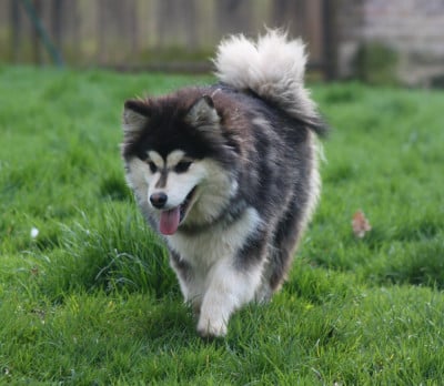 Étalon Chien finnois de Laponie - finda Elizabeth swan