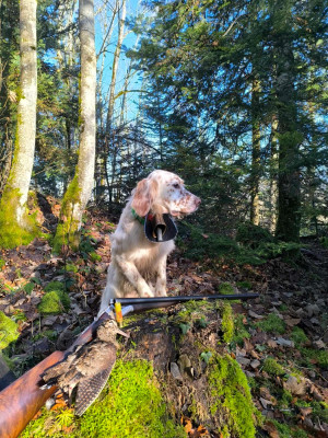 Étalon Setter Anglais - Vespa Du Bois D'Automne