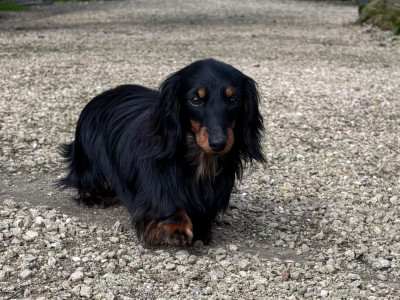 Étalon Teckel poil long - AGATHE Du grand baronnet
